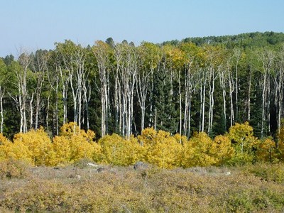 שלכת צהובה, Dixie Forest.