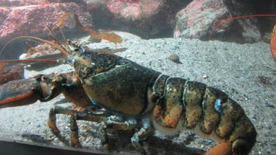 IMG_1845: Hello Lunch !!!