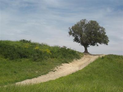 עץ האשל בראש התל