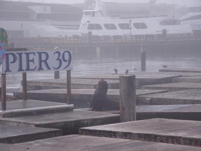 pier 39