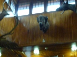 Banff Park Museum