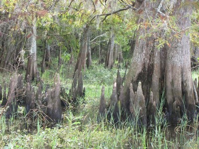 IMG_2517 - עץ cypress