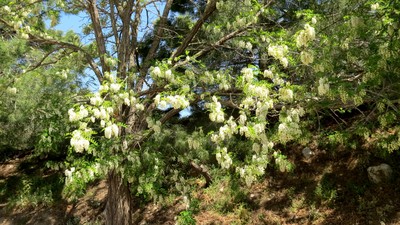 IMG_0486 (Large).JPG