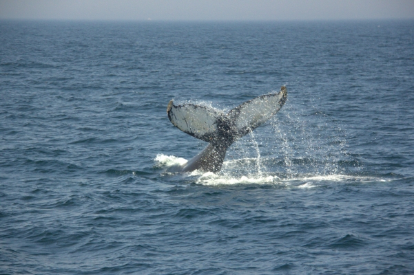 IMG_2032.CR2.jpg