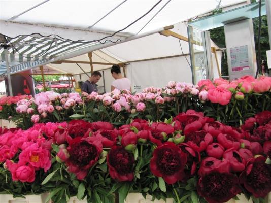IMG_6797 (Large).JPG