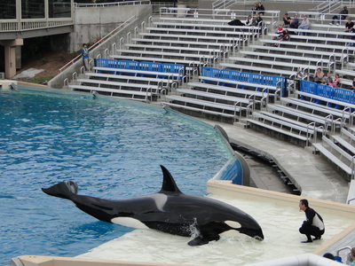seaworld - shamu