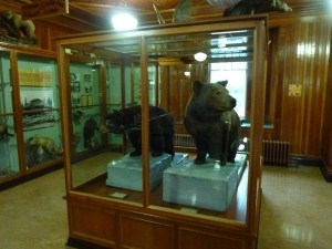 Banff Park Museum