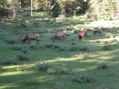 ELK