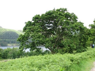 IMG_8417.JPG