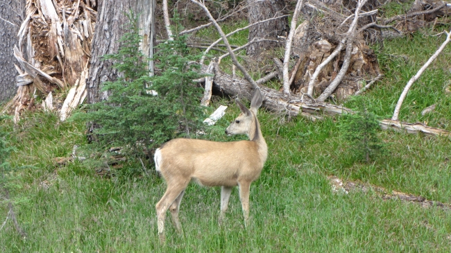 IMG_3591 -; עופר שנקרה בדרכנו ביציאה מ-Crater Lake National Park
