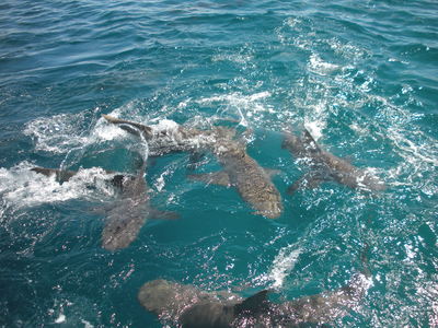 DSCN8443.JPG