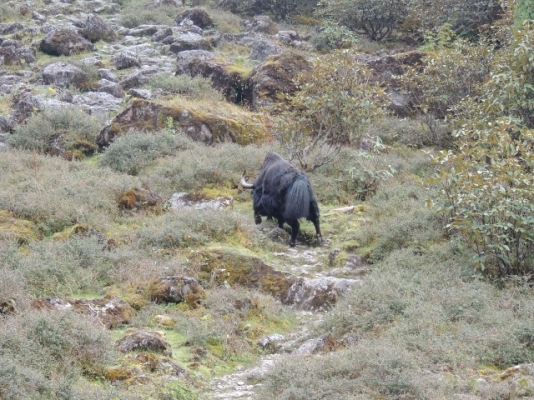 Nepal 291 (640x480).jpg