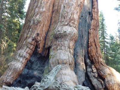גזע סקויה, Mariposa Grove, יוסמיטי.