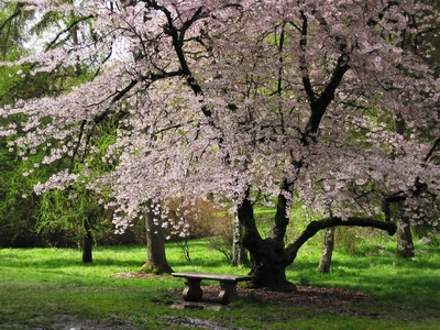 פארק וושינגטון. צילום: Washington State Tourism/Levy sheckler