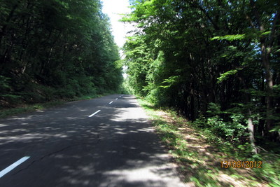 treesG_4113.jpg