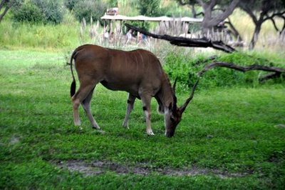 DSC_0145.JPG