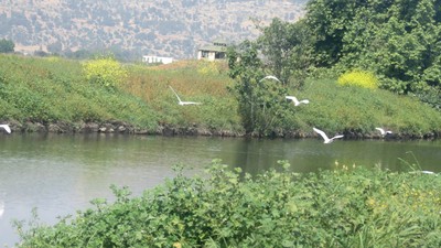 IMG_0976 (Large).JPG