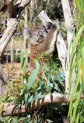 Yanchep National Park