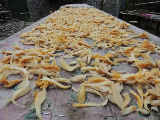Nepal 278 (640x480).jpg