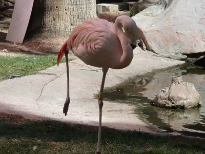 מלון Flamingo, לאס וגאס.