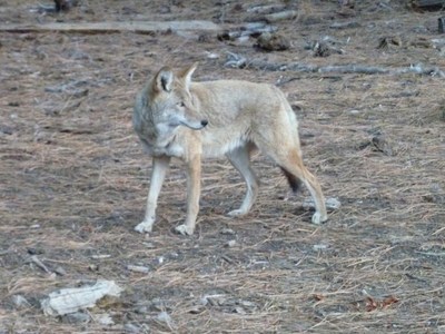 Coyote, יוסמיטי.