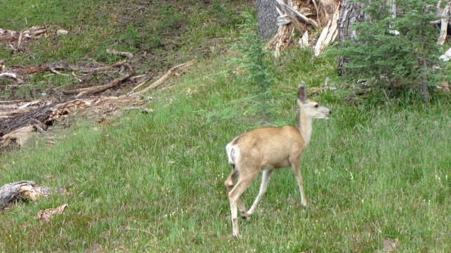 IMG_3589 -; עופר שנקרה בדרכנו ביציאה מ-Crater Lake National Park