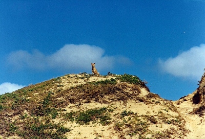 scan0018.jpg