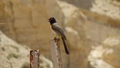ציפורים מצייצות