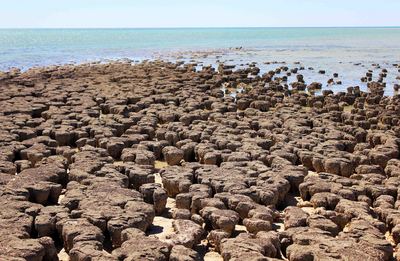 Hamelin pool
