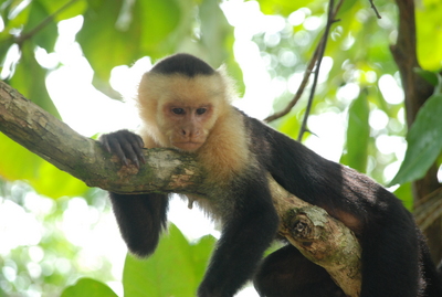 MANUEL ANTONIO4
