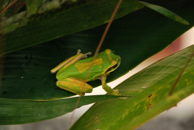 frog1
