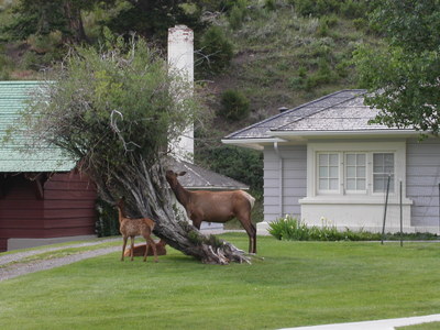 Elk צעיר אוכל