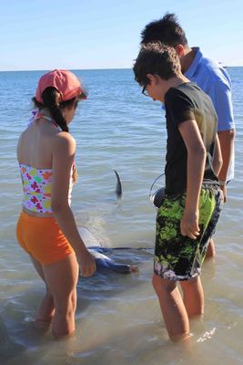 Dolphin feeding