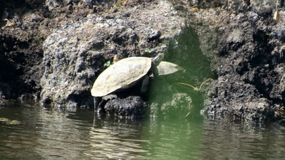 IMG_0982 (Large).JPG