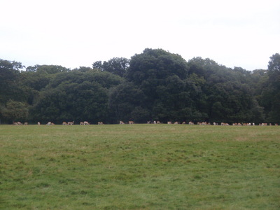 Holkham hall