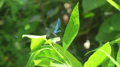 IMG_0458 (Large).JPG