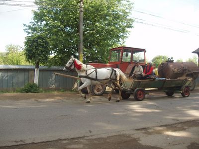 בכפר ARBORE