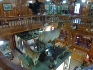 Banff Park Museum