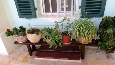 ליד חלונות בית הארחה עציצים