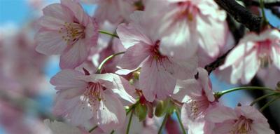 Japan_blog_01 (Large).jpg