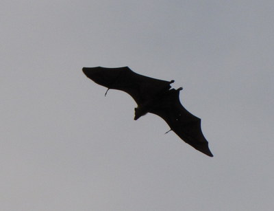 IMG_6539.JPG