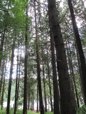 IMG_3387 (Medium).JPG