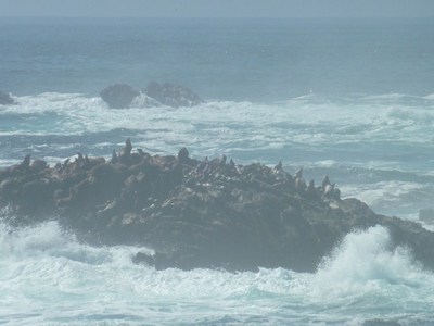 מבט מרחוק, Point Lobos.