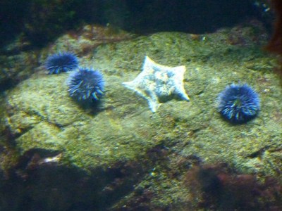 האקווריום במוזיאון Academy of Science, סן פרנסיסקו.