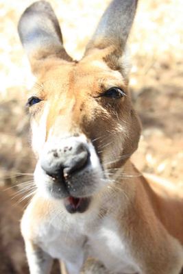 Greenough wildlife park