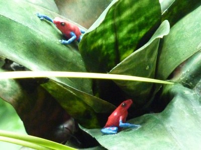 יער הגשם, מוזיאון Academy of Science, סן פרנסיסקו.