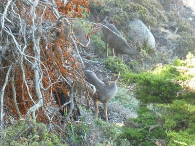 Point Lobos.