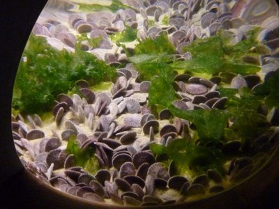 Sand Dollars, האקווריום במונטריי.