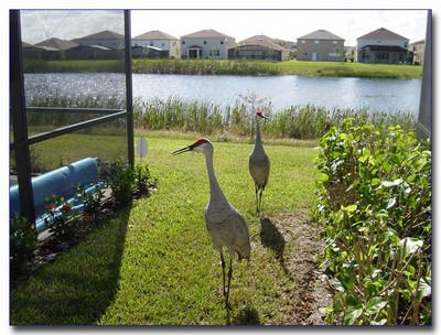 Sand Cranes