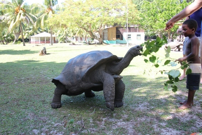 צבים TORTOILES (לא TURTLES)